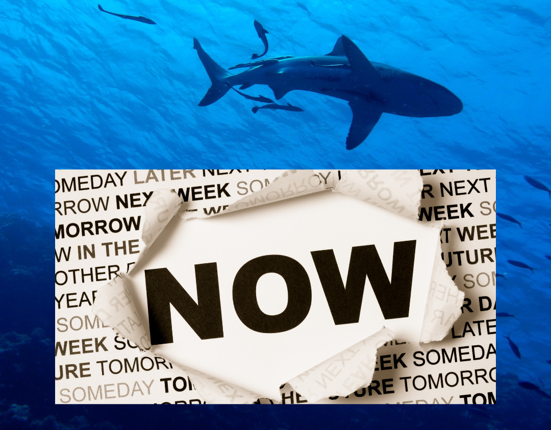 Taking the Plunge: Overcoming Fear to Try Scuba Diving and Freediving