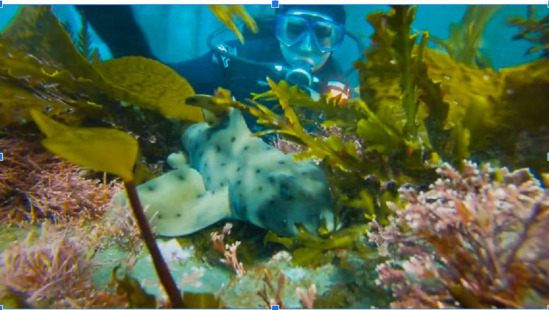 HELP CHILDREN BECOME SCUBA DIVERS AND GIVE THEM ADVANTAGES FOR LIFE