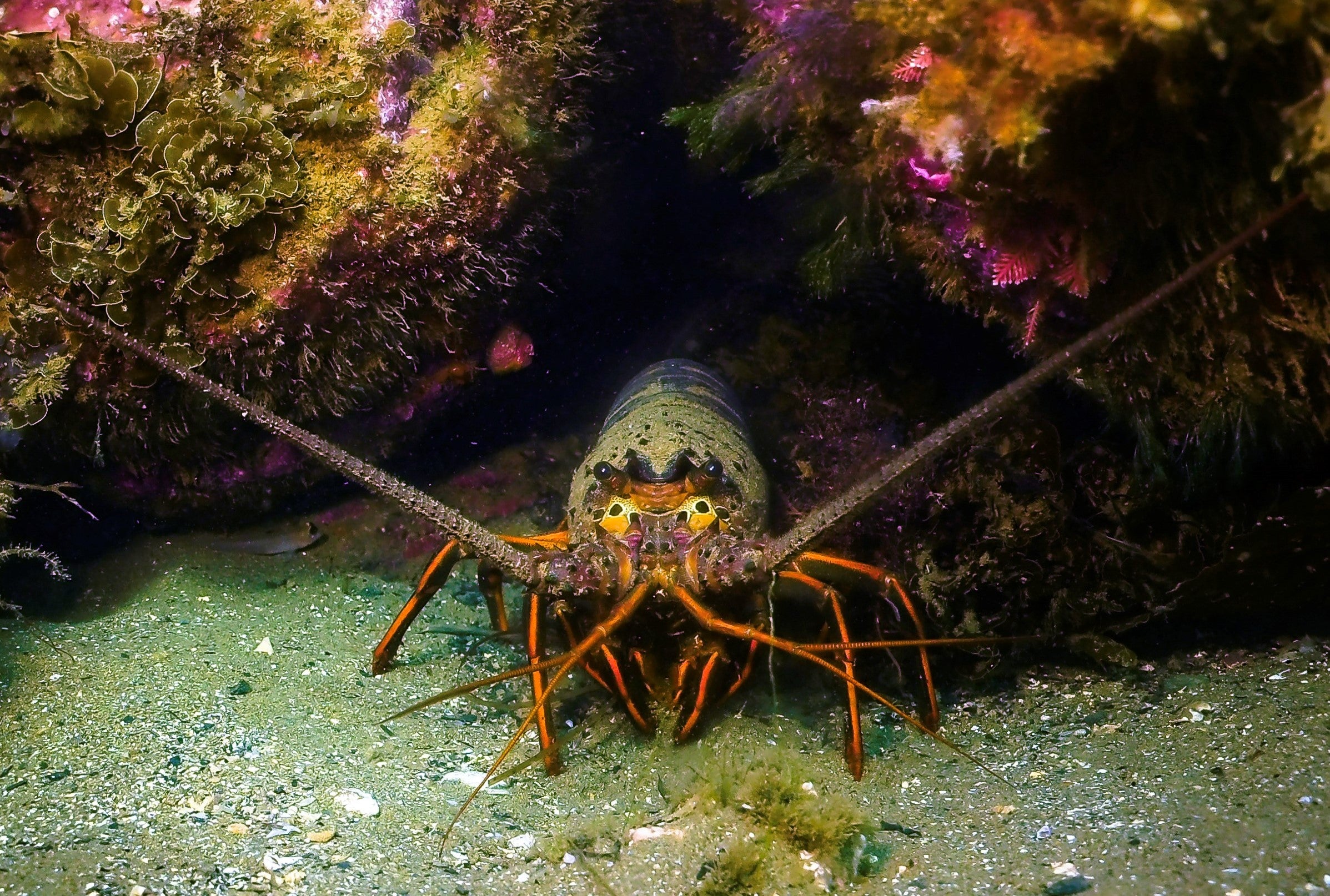 Lobster dive