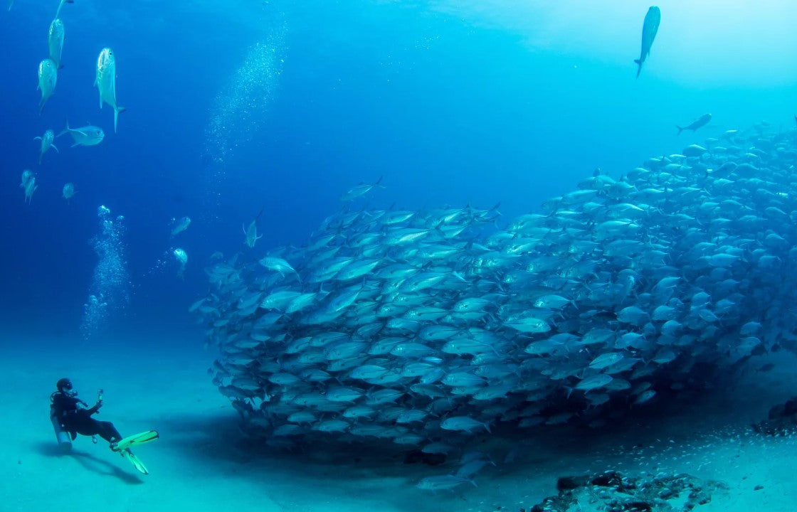 Exploring the World's Extraordinary Dive Sites: Finding the Perfect Fit