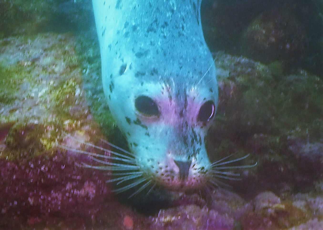 THE VIEW YOU SEE OUT OF A DIVING MASK