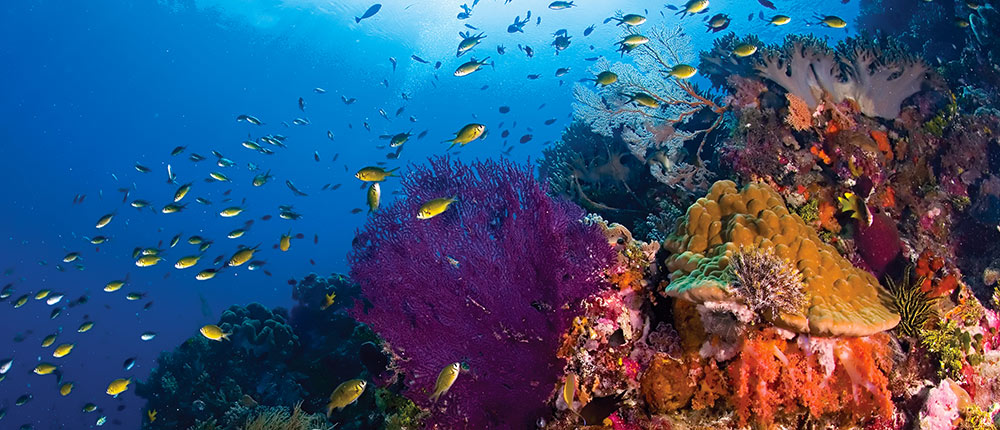 Wakatobi Adventure Travel