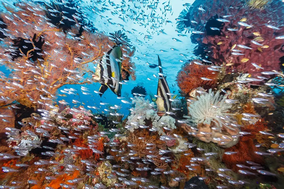 Wakatobi Adventure Travel