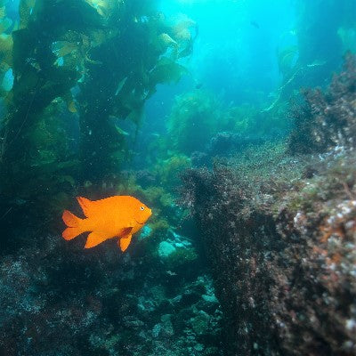 AOW Deluxe Catalina - Full package