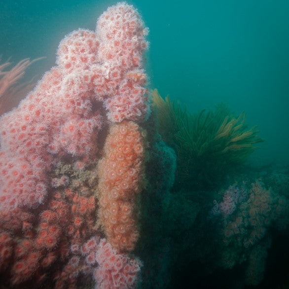 Wreck Diving