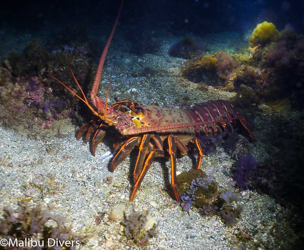 Girl Scout SCUBA at Camp Emerald Bay