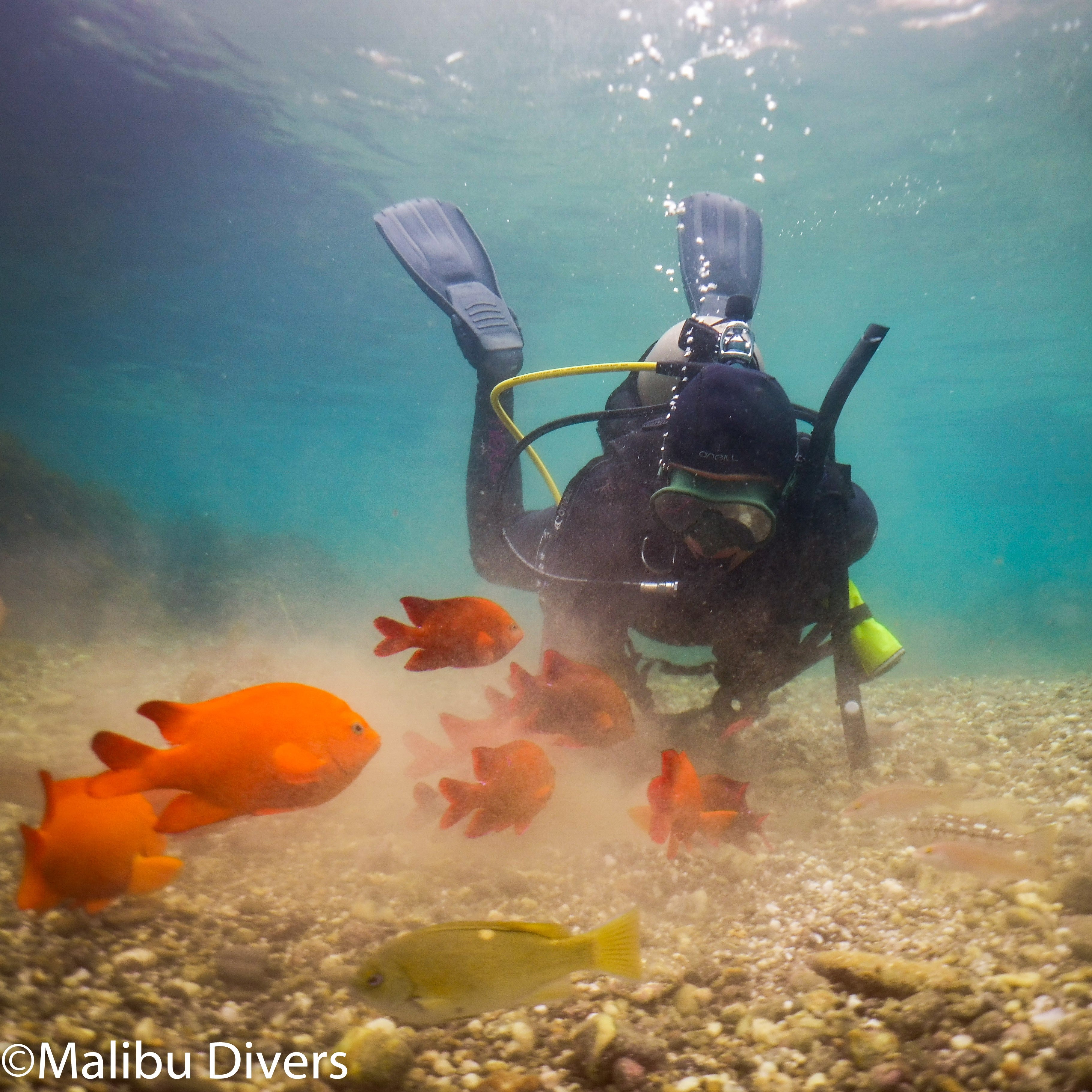 Try SCUBA - Discover Scuba Diving (Ocean)