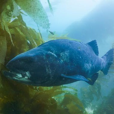 BSA AWARE Fish ID Specialty