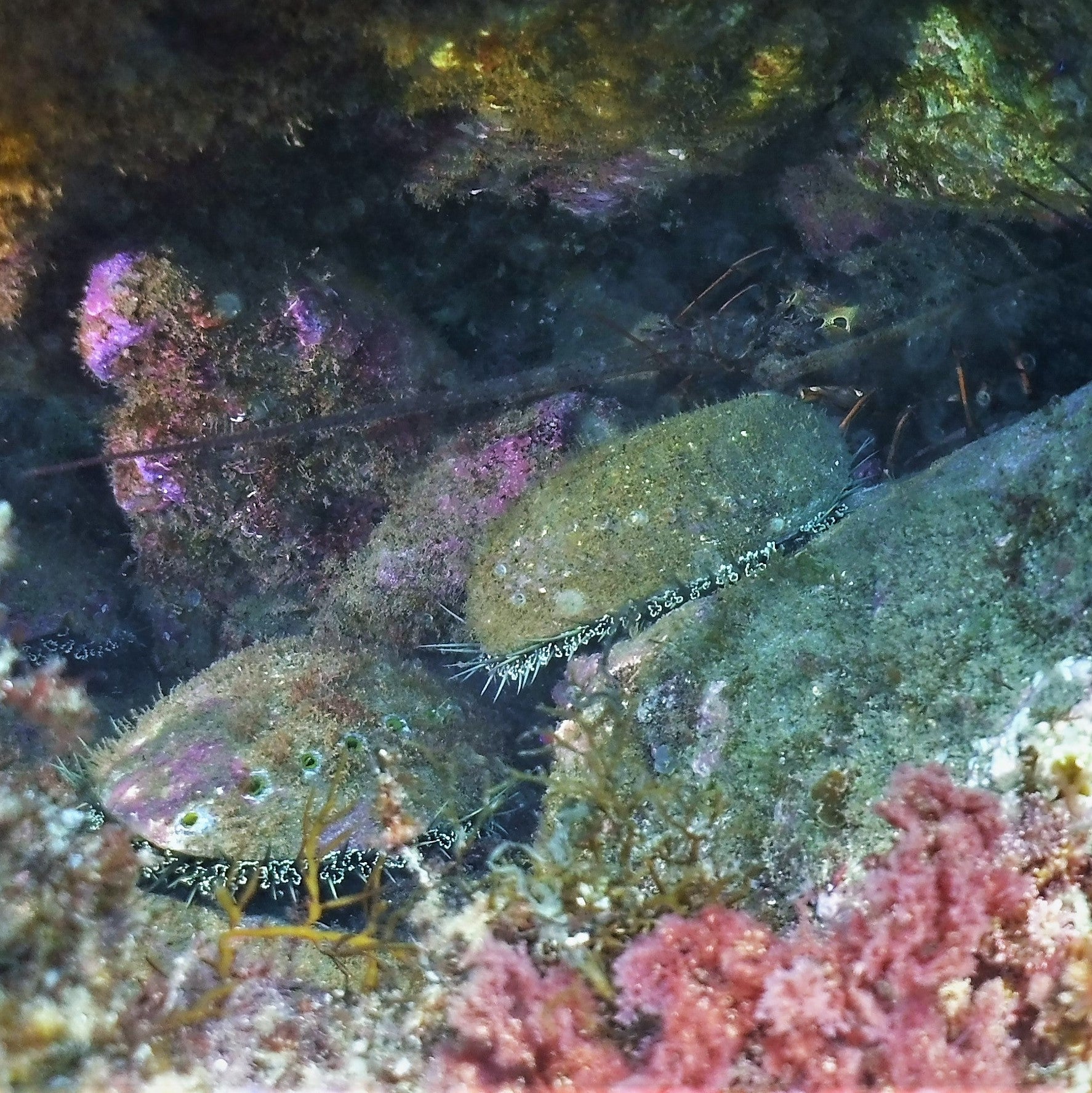 BSA Abalone Diver Specialty