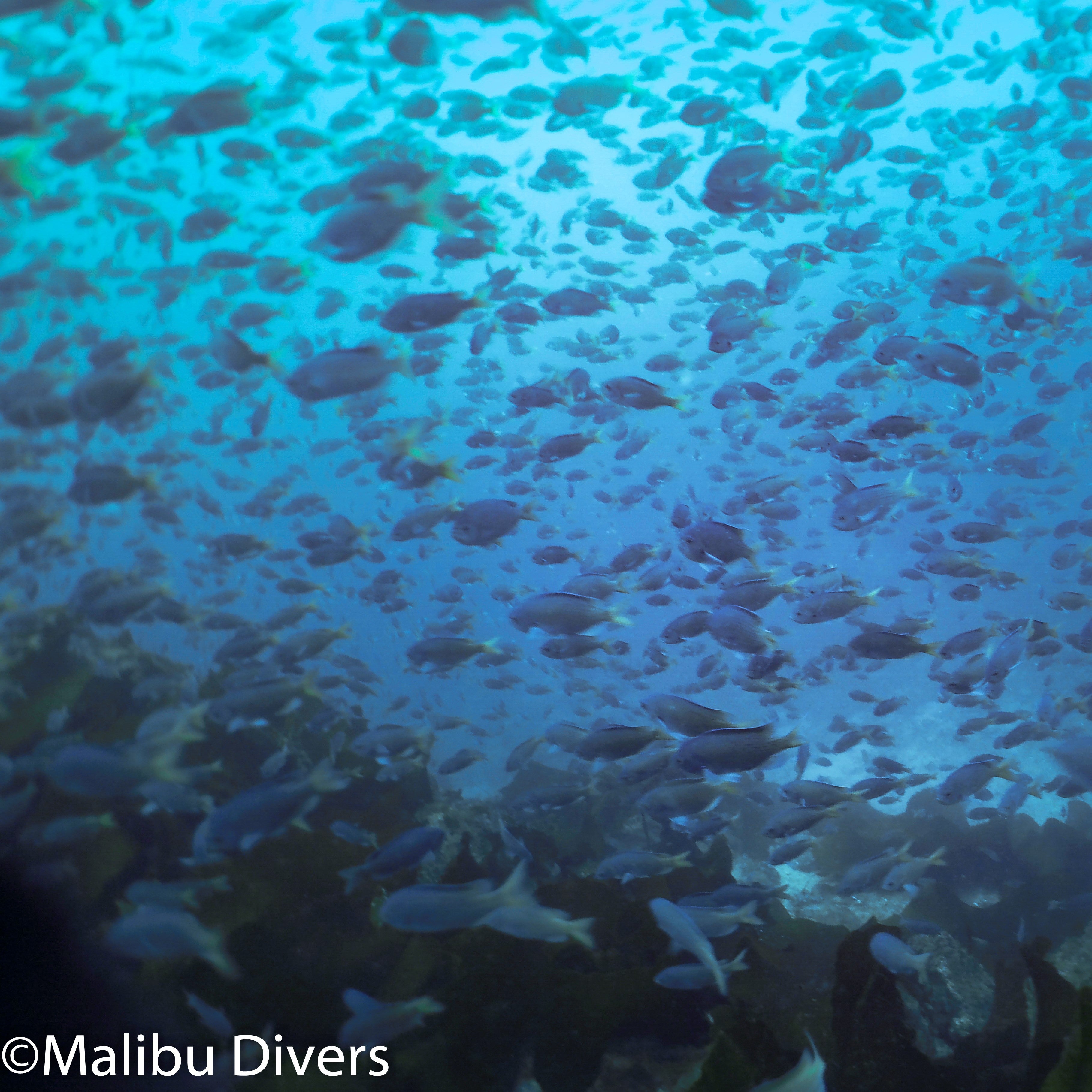 BSA Deep Diver Specialty