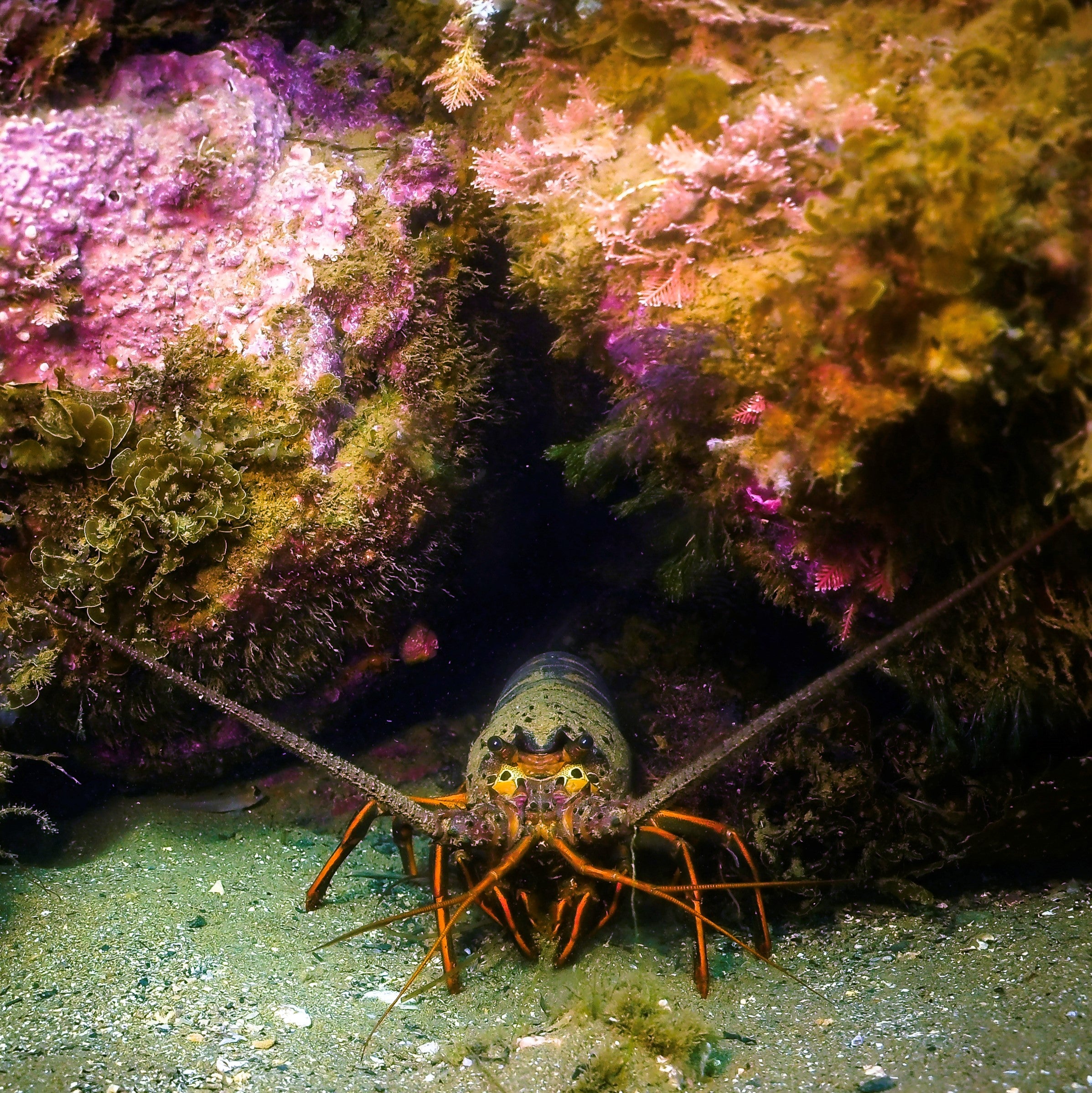 BSA Digital Photography Specialty