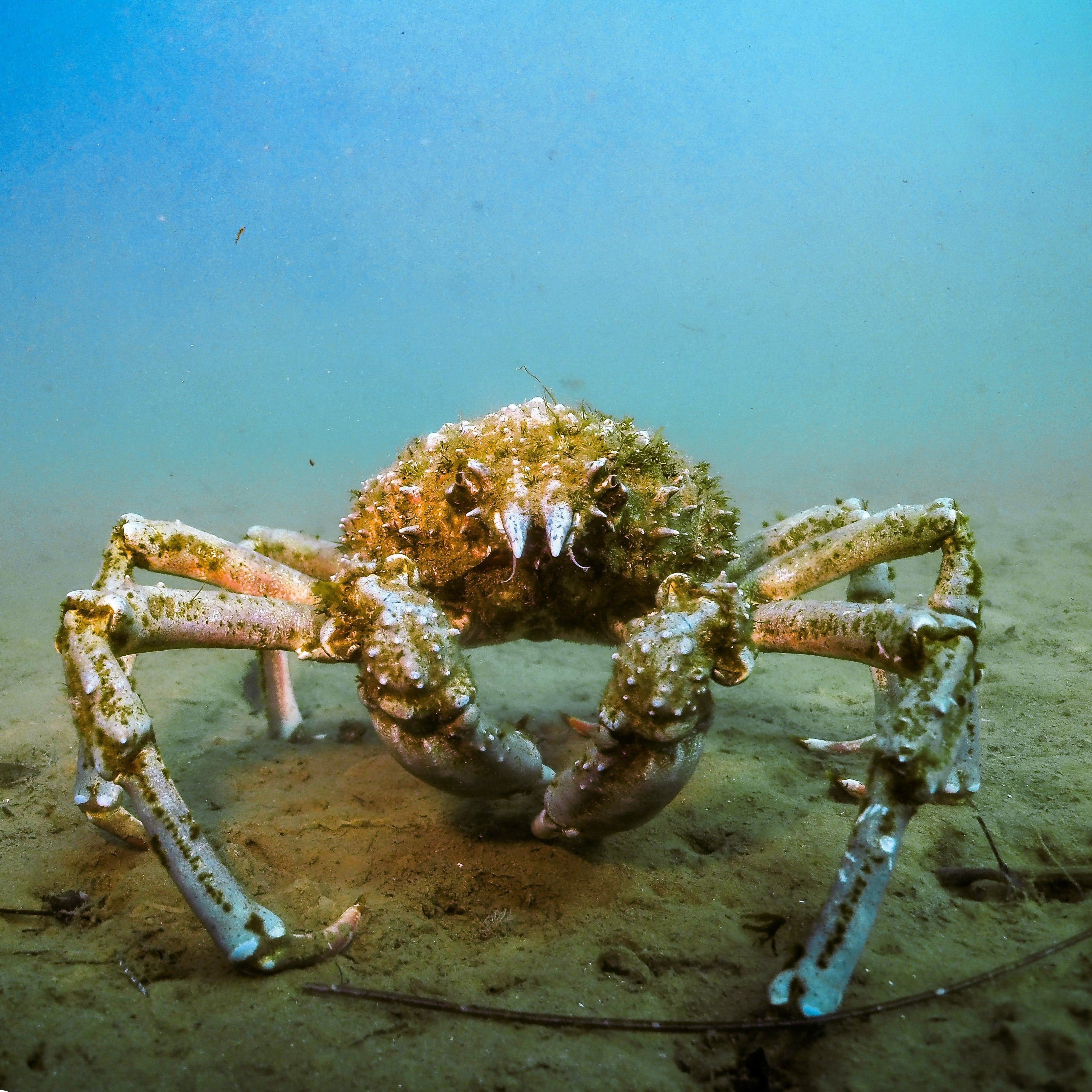 BSA Digital Photography Specialty