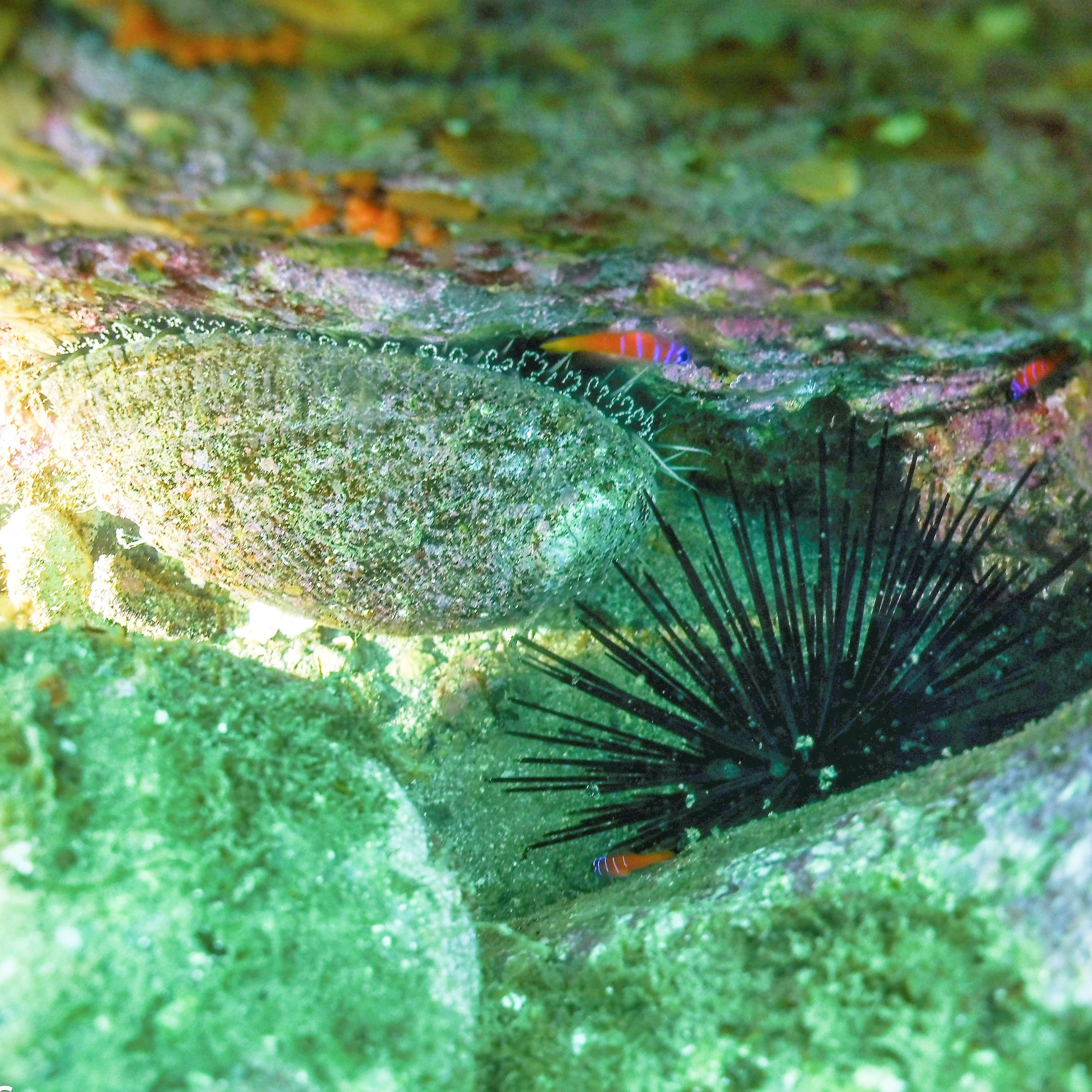 BSA Digital Photography Specialty