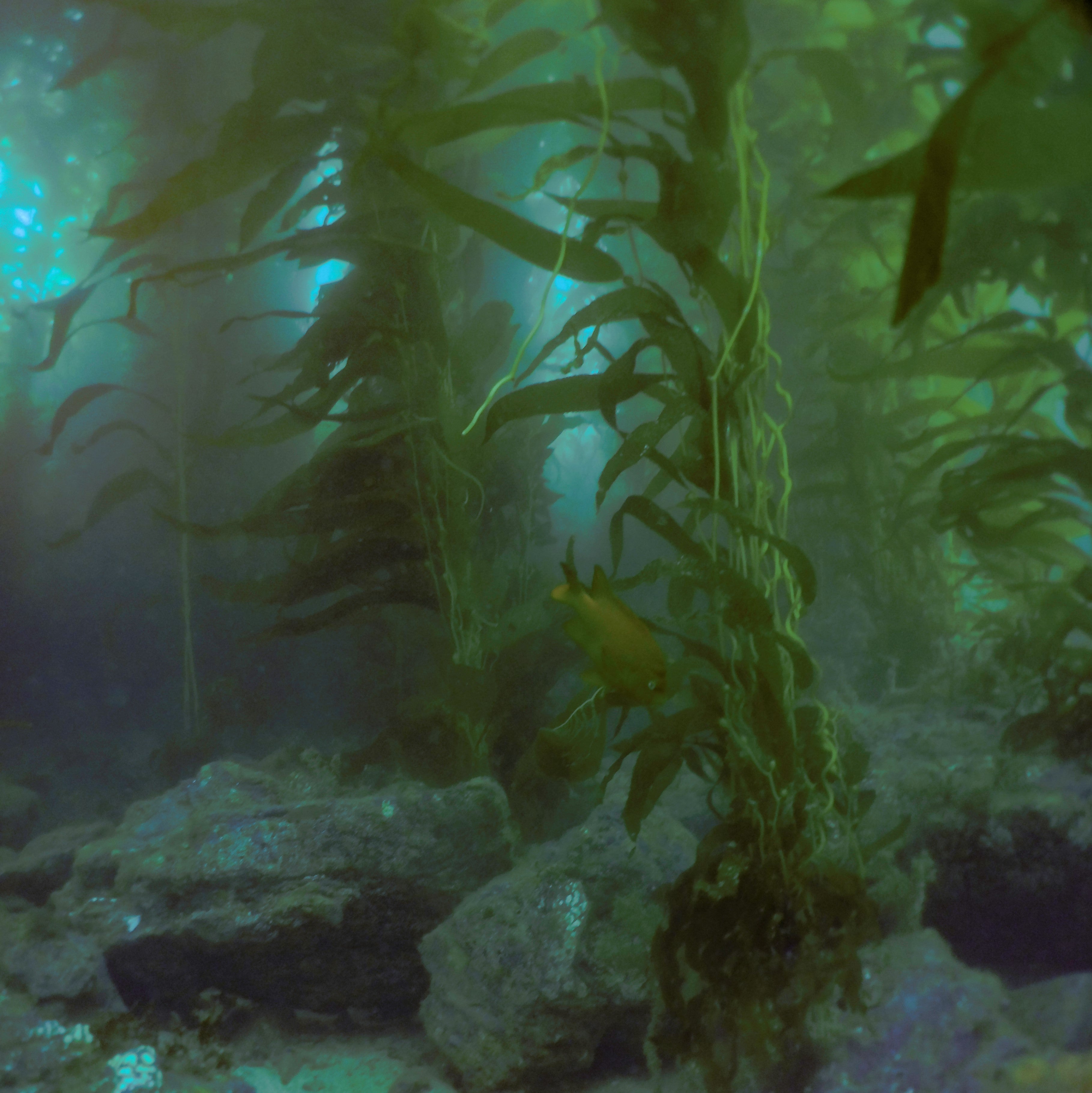 BSA Digital Photography Specialty