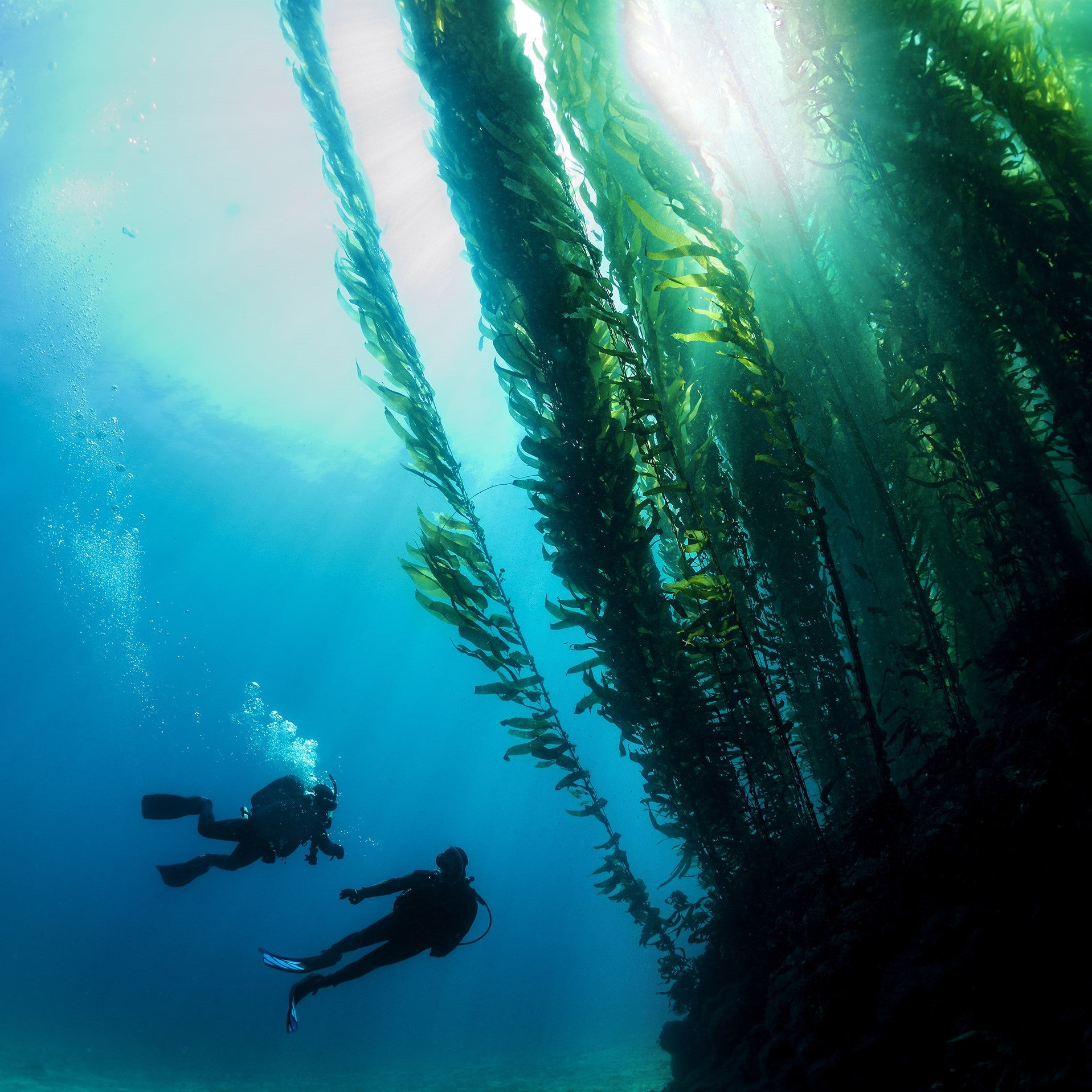 BSA Deep Diver Specialty