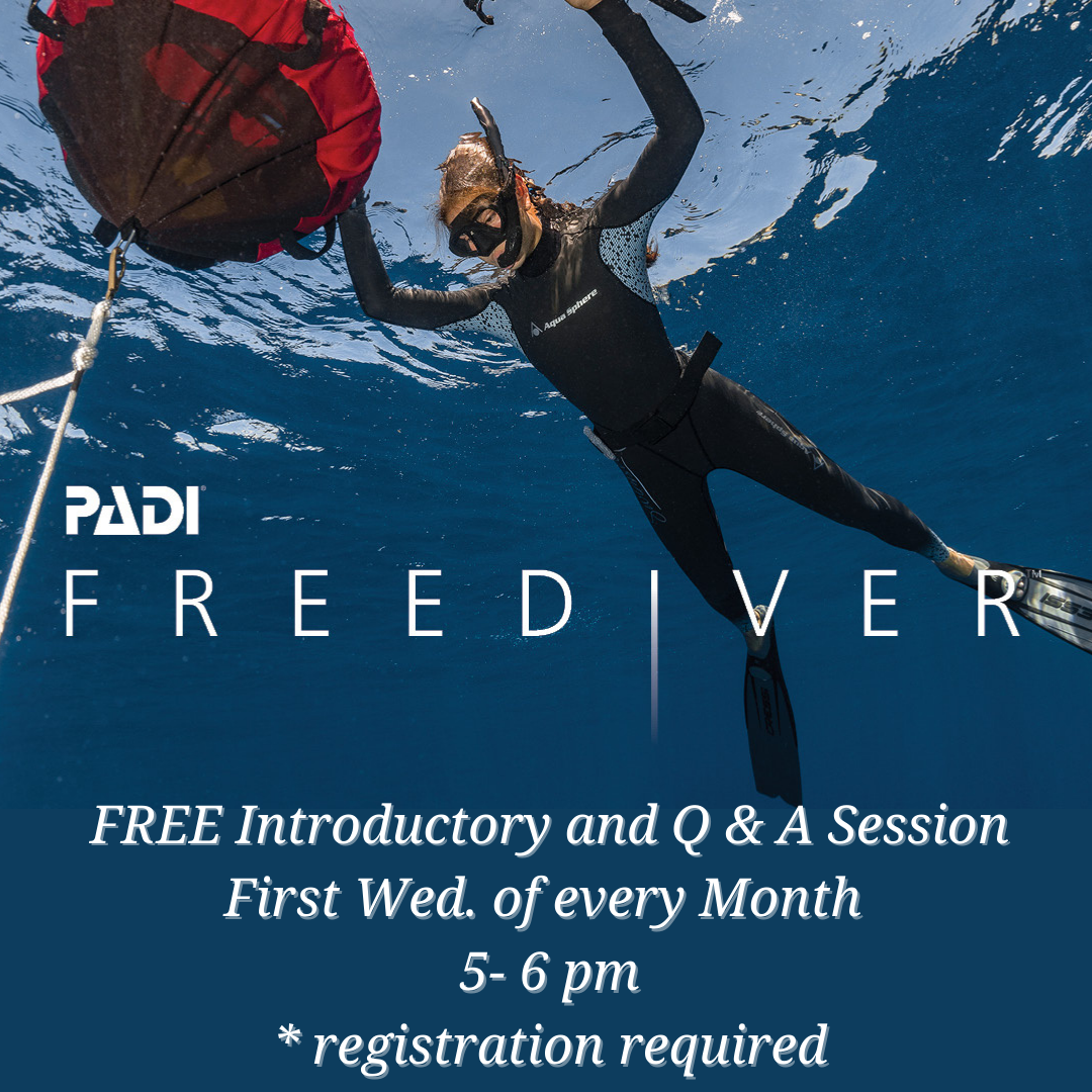 FREE Diver Online Webinar