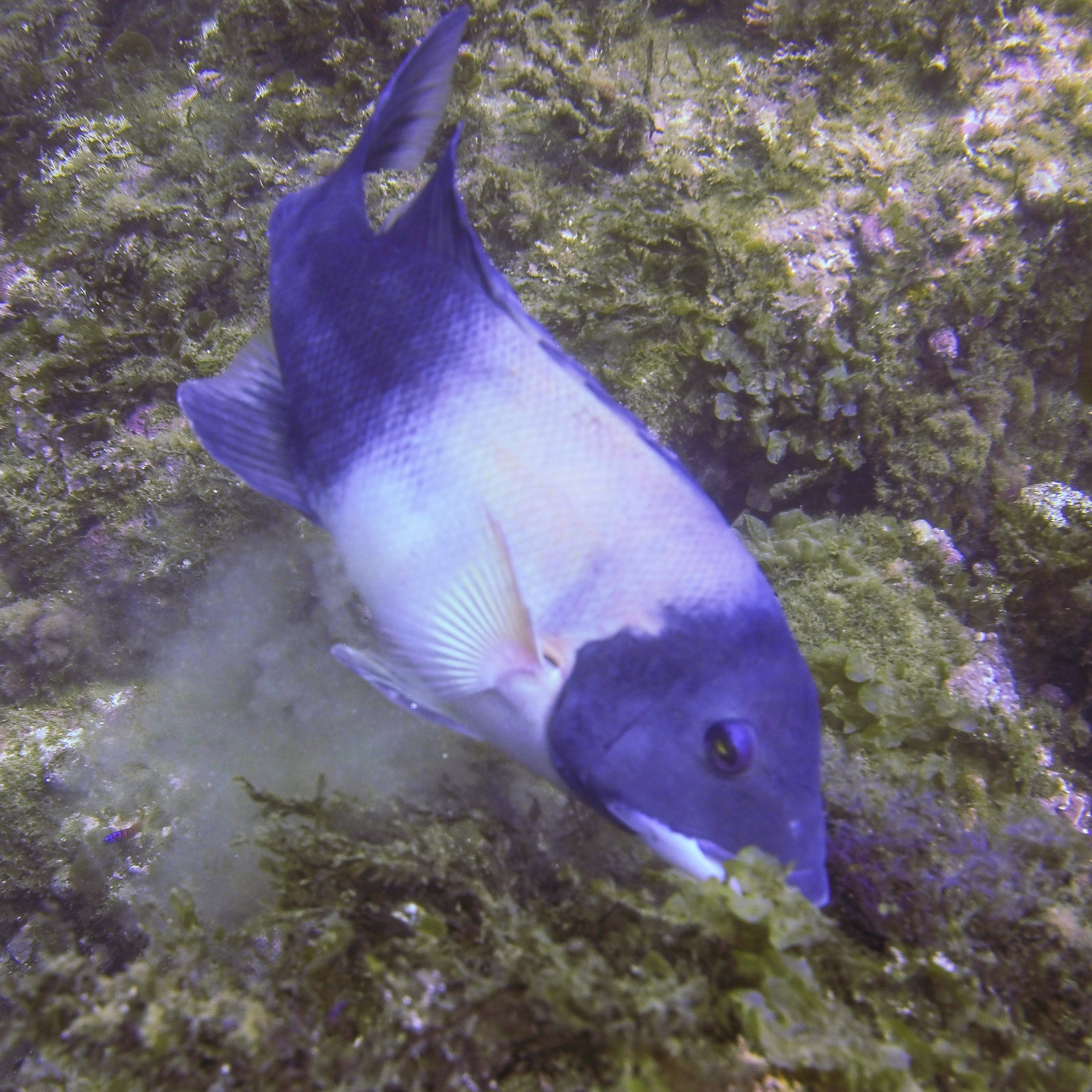 BSA AWARE Fish ID Specialty