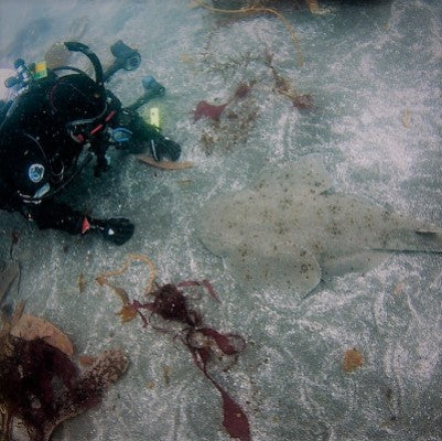 BSA Aware Shark Diver Specialty