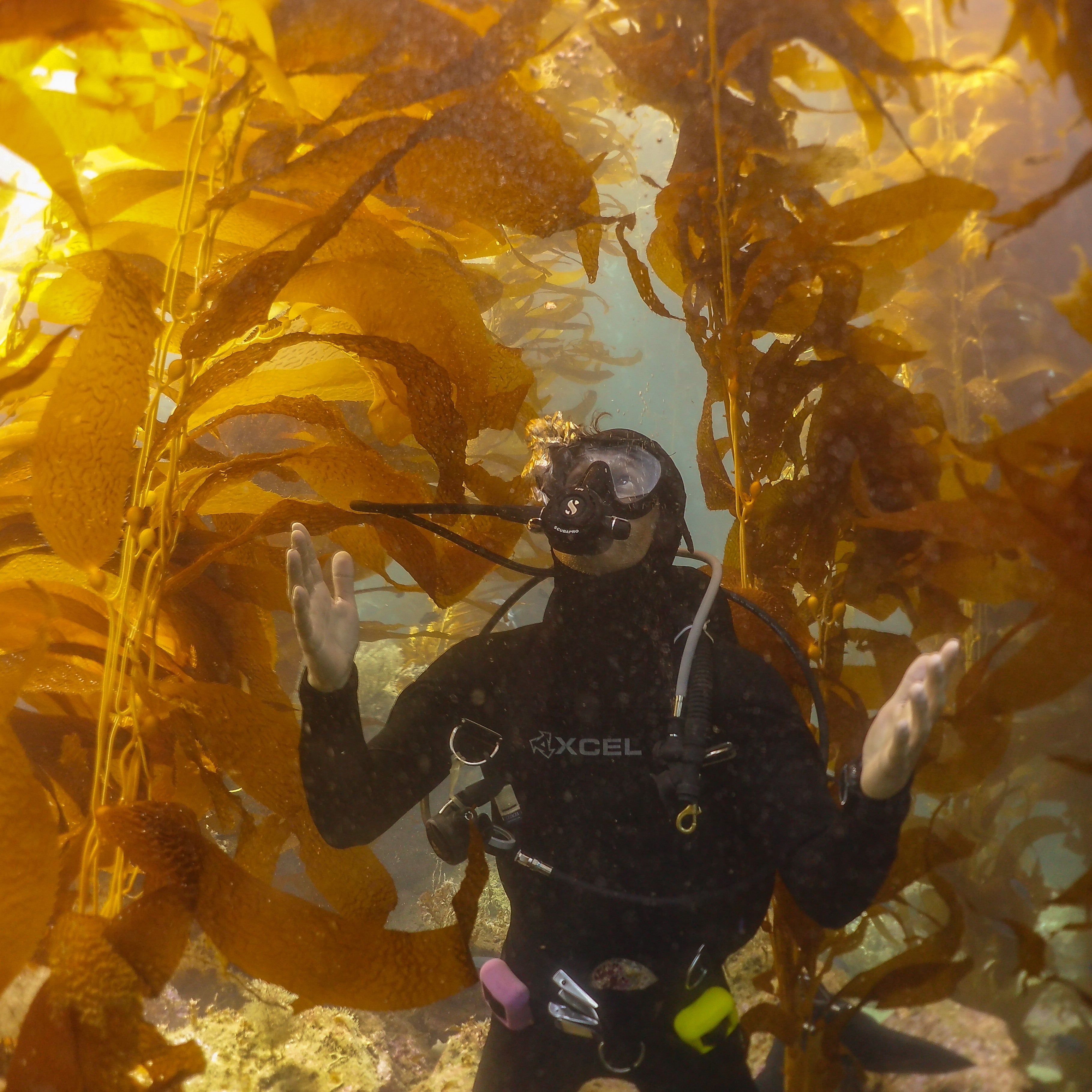 BSA Kelp Diver Specialty