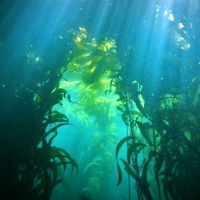 BSA Kelp Diver Specialty