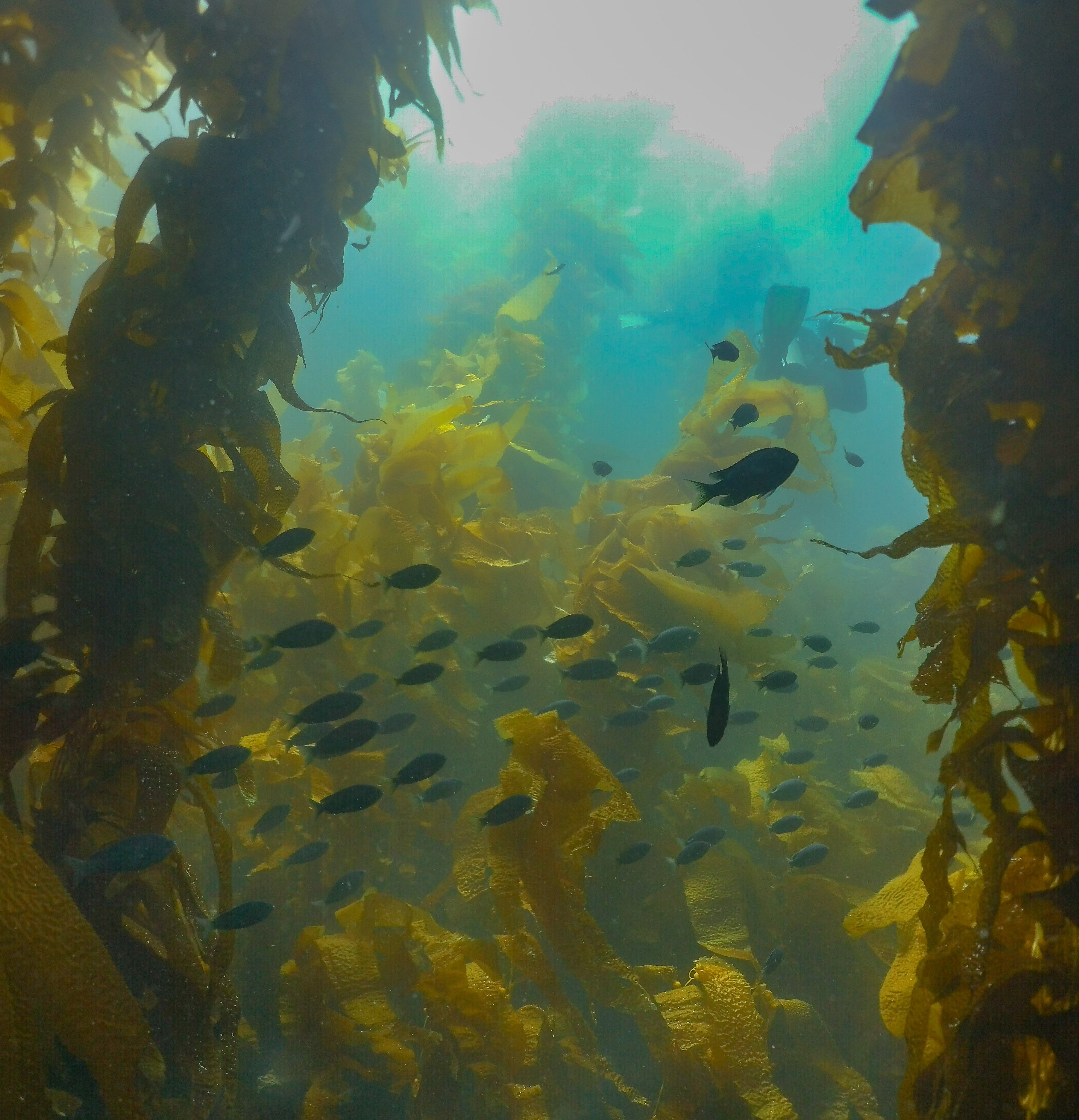 BSA Kelp Diver Specialty