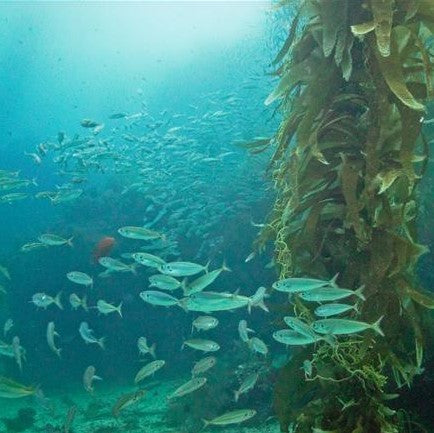 Catalina and Beach Ocean Dives