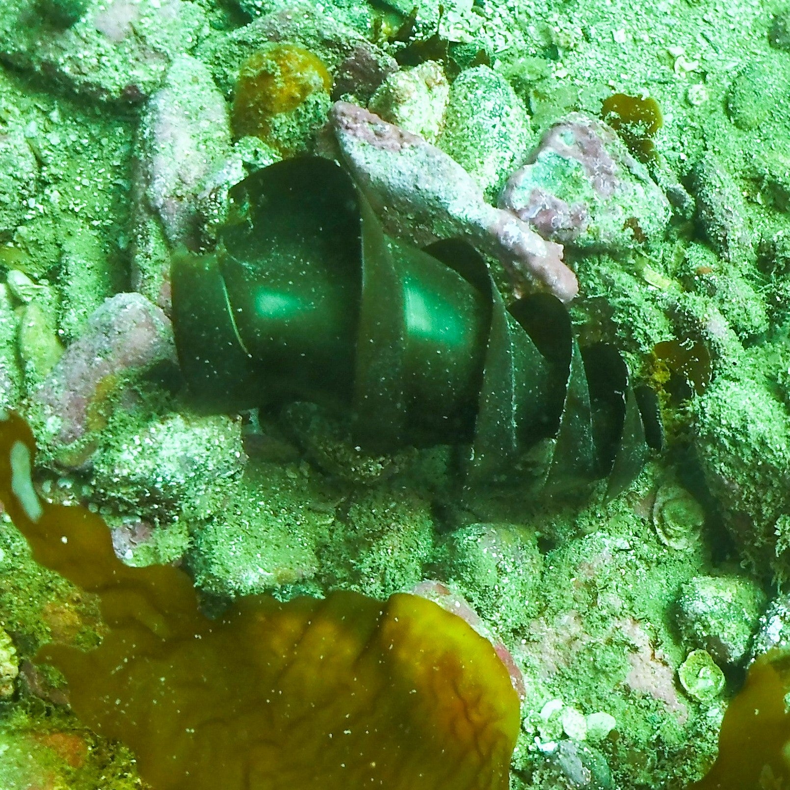 BSA Aware Shark Diver Specialty