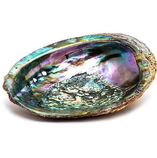 Abalone Diver Specialty