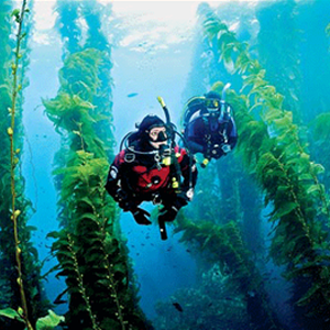 Standard Catalina Ocean Dives