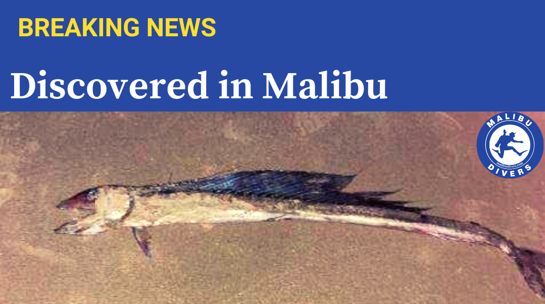 Lancetfish in Malibu
