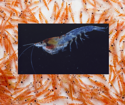 Krill: The Unsung Heroes of the Ocean