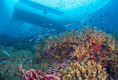 Wakatobi Adventure Travel