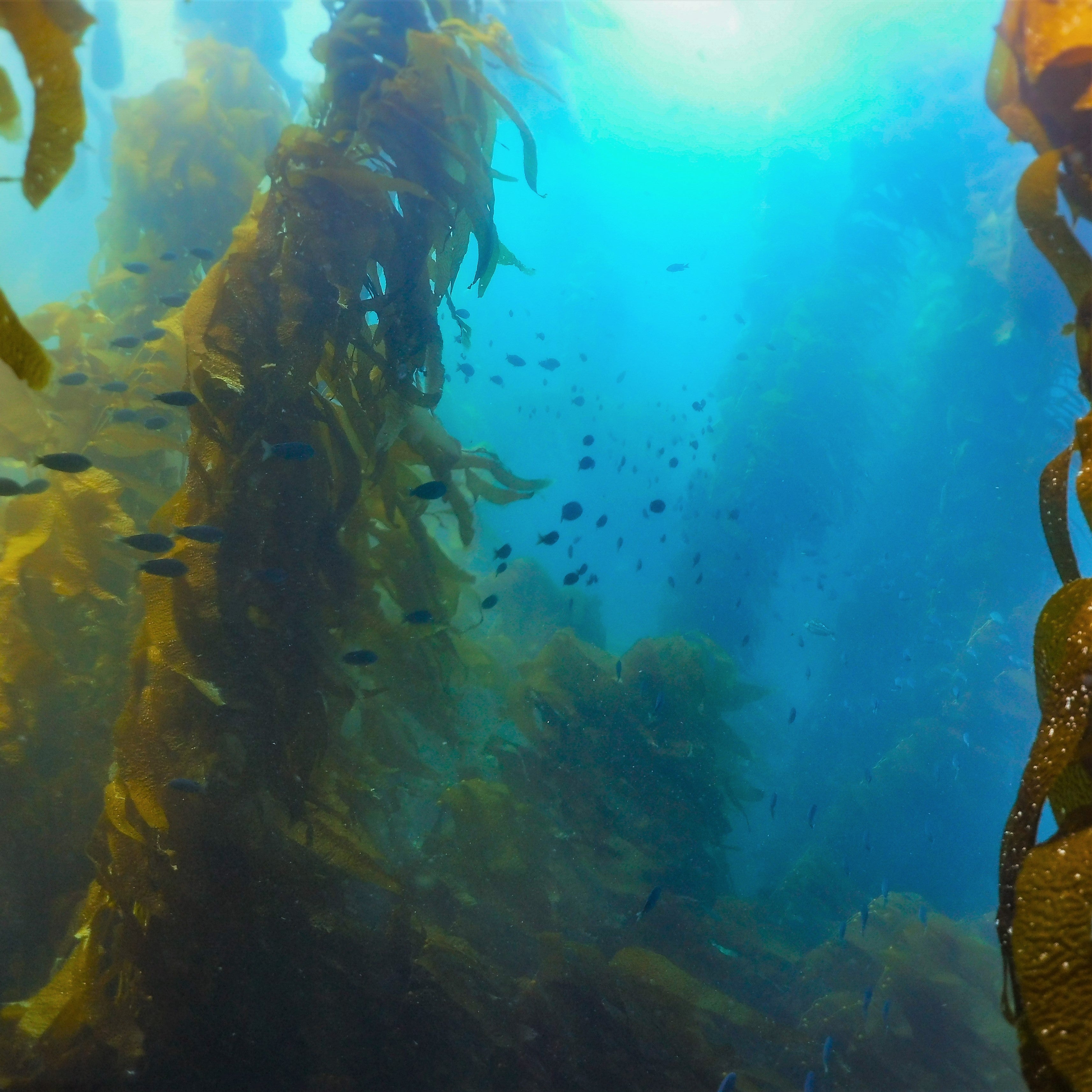 Kelp Diver Specialty