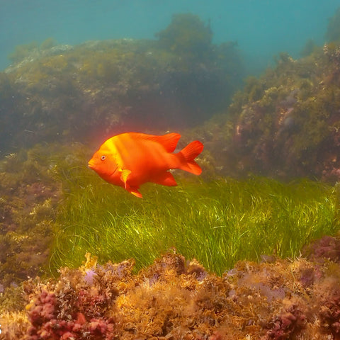 Underwater Naturalist Specialty