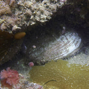 BSA Abalone Diver Specialty