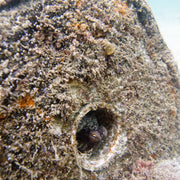 BSA Underwater Naturalist Specialty