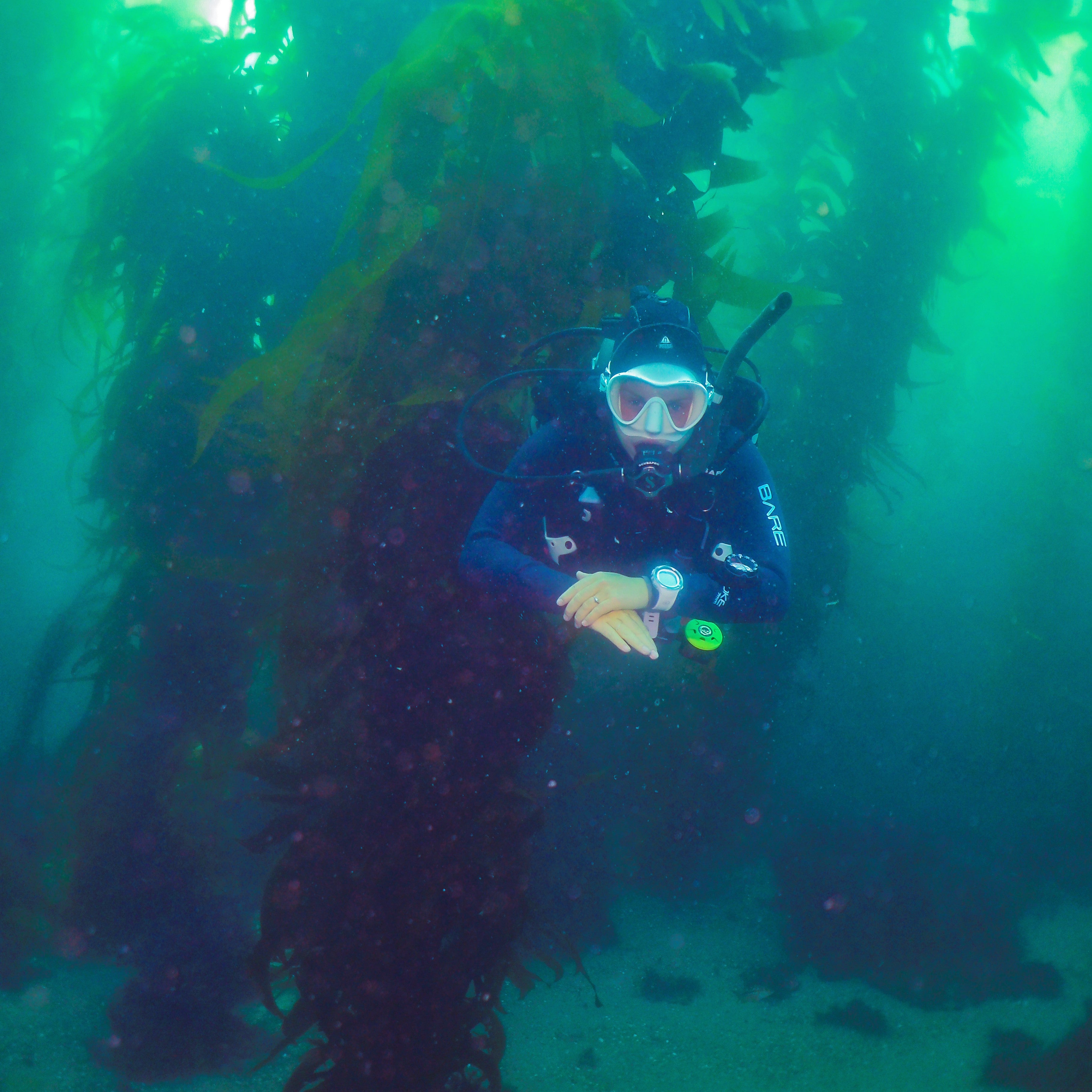 BSA Kelp Diver Specialty