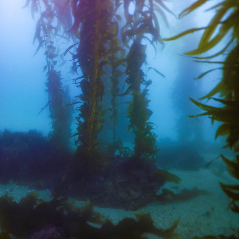 BSA Kelp Diver Specialty