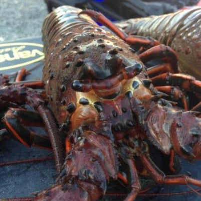 Lobster guided dive & rental gear (Beach)