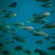 BSA AWARE Fish ID Specialty