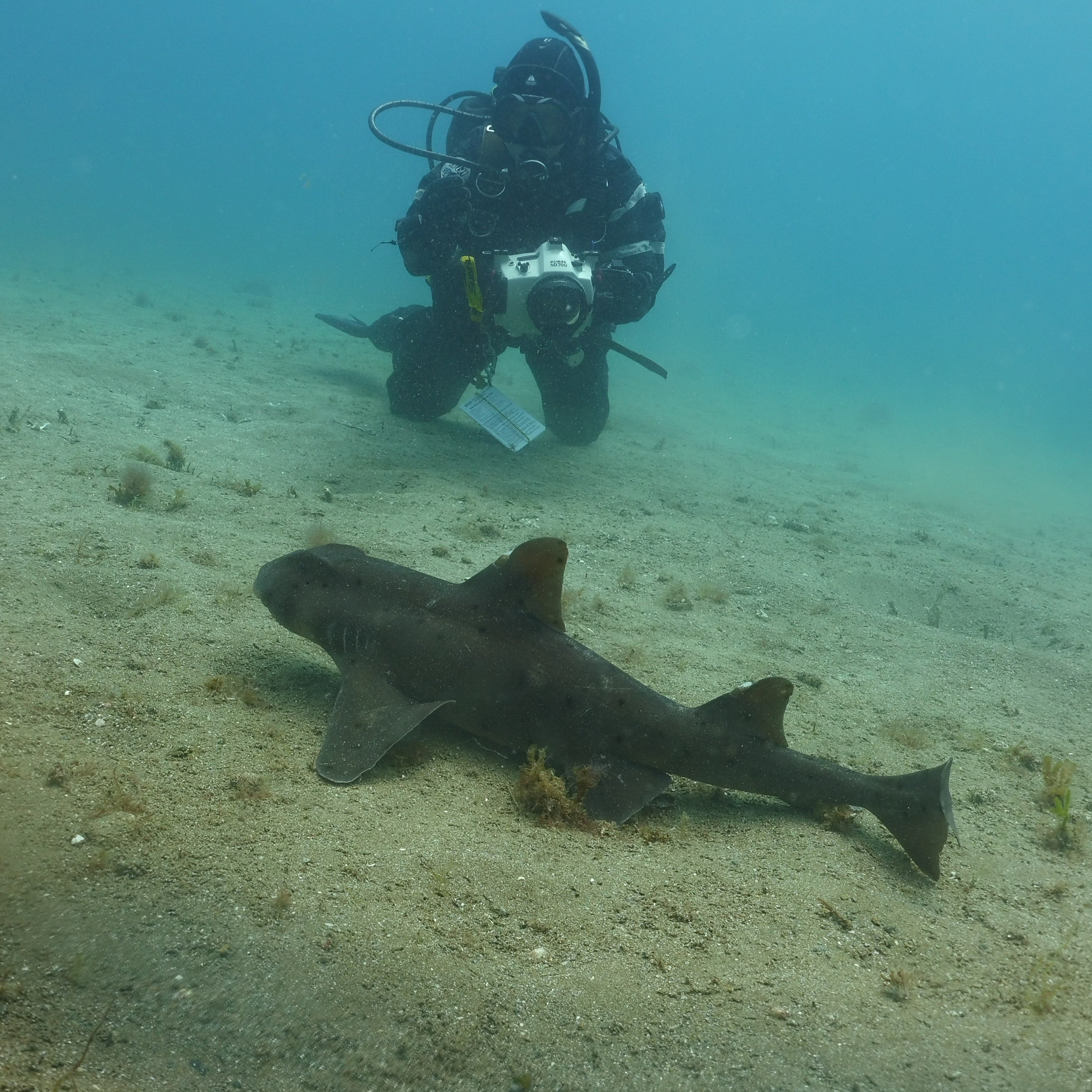 BSA Aware Shark Diver Specialty