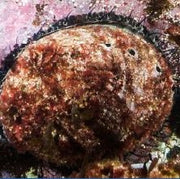 BSA Abalone Diver Specialty